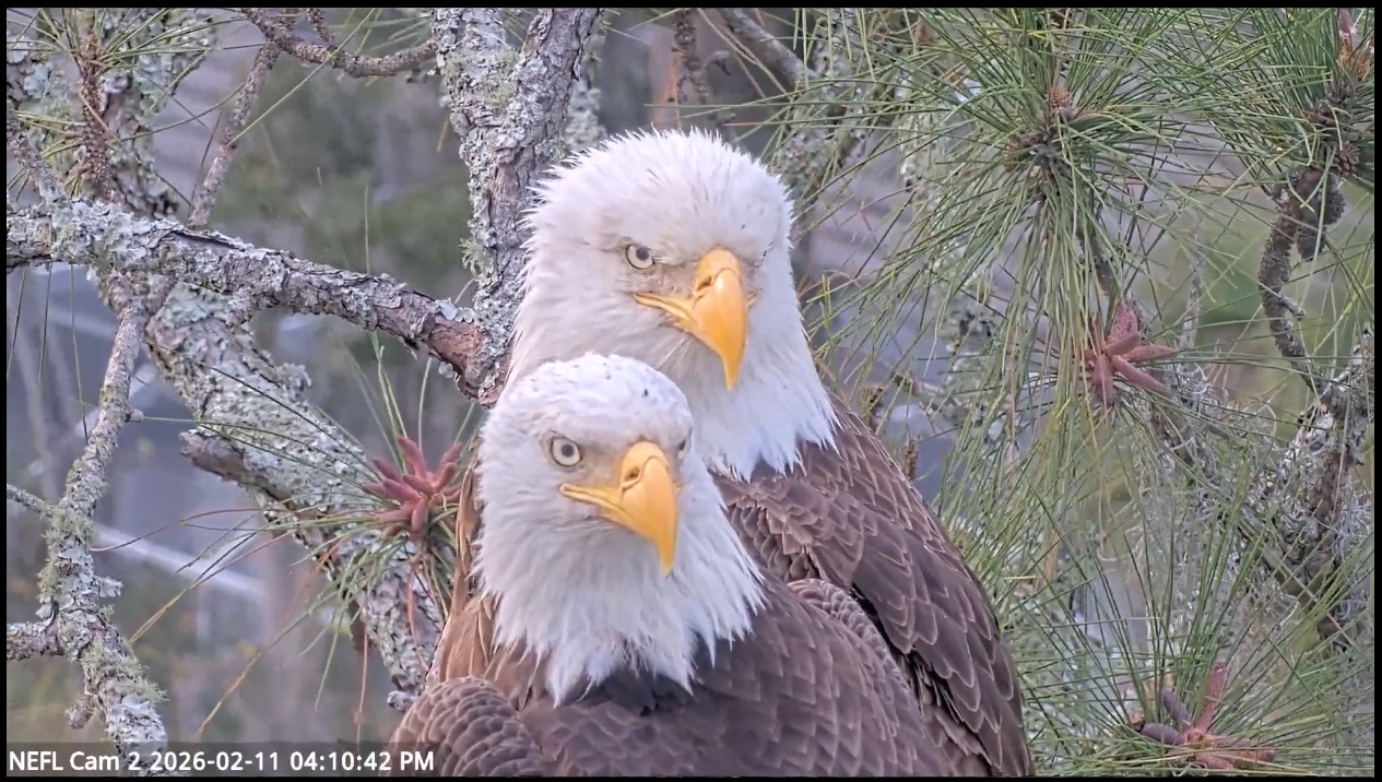 Two bald eagles